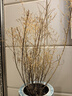 種花迷蓬萊松盆栽植物繡球松水大苗辦公室內(nèi)花卉生肖猴好養(yǎng)老樁盆景 蓬萊松連體樁中大苗高25-35厘米 不含盆 曬單實(shí)拍圖