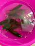 小鳳仙高亮夜光漂L-DL咬鉤變色浮漂日夜兩用高靈敏魚(yú)漂醒目野釣電子漂 曬單實(shí)拍圖