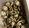 中鮮生云南新鮮白茨菇現(xiàn)挖慈姑大果 時(shí)令生鮮蔬菜 5斤裝（大果） 曬單實(shí)拍圖