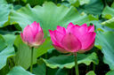 TAKAMI小藍(lán)瓶精華液100ml角質(zhì)修護(hù)祛痘補(bǔ)水保濕敏感肌護(hù)膚品生日禮物 曬單實拍圖