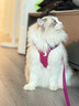 拉夫威爾嗨輕狗狗胸背帶狗背帶中小型犬雪納瑞背帶式狗狗牽引繩 朝霞粉 XXXS 曬單實(shí)拍圖