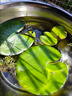 采緹（CAITI）一葉蓮 碗蓮水生花卉水培植物室內陽(yáng)臺四季開(kāi)花盆栽魚(yú)缸浮生蓮花 一葉蓮【15cm 】6片 曬單實(shí)拍圖