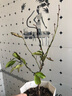 上客來(lái)正宗羽毛楓樹(shù)苗庭院植物日本紅楓苗紅綠羽毛楓苗盆栽花卉庭院別墅羽毛楓地徑1公分粗常規苗 曬單實(shí)拍圖