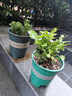 茉莉花盆栽帶花苞茉莉重瓣濃香型茉莉花客廳陽臺四季開花花卉綠植 茉莉花1盆+原土發(fā)貨+肥料【6-10顆】 曬單實拍圖