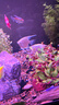 魚(yú)官兒南美小豹鯨白金豹皮熱帶魚(yú)觀(guān)賞魚(yú)笑臉貓繁星貓底層清道夫魚(yú) 白金豹皮1條（3-4cm） 曬單實(shí)拍圖