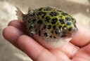 仟蕓 河豚魚(yú)潛水艇魚(yú)小型淡水熱帶觀賞寵物活體狗頭魚(yú)好養(yǎng) 3-4cm潛水艇魚(yú)3條河豚 曬單實(shí)拍圖
