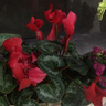 愛(ài)你一萬(wàn)年仙客來(lái)盆栽帶花苞花苗室內客廳陽(yáng)臺重瓣年宵花卉四季開(kāi)花好養植物 【花期帶花】紅色（仙客來(lái)）+肥料 曬單實(shí)拍圖