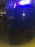 錦鯉魚金魚活魚黃金鯉黑錦鯉紅色魚白錦鯉小型耐活好養(yǎng)冷水蝴蝶鯉 12-14cm黑白紅黃四色4條 曬單實拍圖
