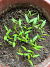 【當季新種】螺絲椒種子金螺絲青椒辣椒種籽四季庭院陽(yáng)臺盆栽 螺絲椒種子 1包約100粒 曬單實(shí)拍圖