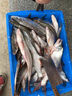 致尊坊黃尾子線雙鉤成品綁好正品短柄魚鉤防纏繞細鉤條白條鯽魚黃尾專用 40付超短黃尾有刺雙鉤【35CM】 鉤5線1.0/1.2 曬單實拍圖