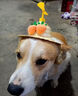 寵物狗帽子貓咪帽子可愛(ài)頭套狗草帽竹蜻蜓貓生日小型犬柯基頭盔 曬單實(shí)拍圖