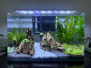 西游水族魚(yú)缸造景全套熱彎玻璃缸客廳小型桌面免換水生態(tài)草缸迷你金魚(yú)缸 長(cháng)40*寬22*高25-峽谷款造景全套 曬單實(shí)拍圖