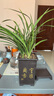 墨蘭蘭花苗盆栽帶花苞發(fā)貨精品名貴花卉綠植物室內(nèi)四季好養(yǎng)活企黑 建蘭（高方盆+底托）【10株苗】 曬單實(shí)拍圖