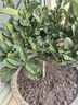 濃香型牡丹梔子花盆栽綠植好養(yǎng)植物 獨桿牡丹梔子花 不含盆 曬單實拍圖