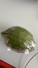 果園直發(fā)】正宗無籽廣東香水檸檬一級(jí)果【夏果】鴨屎香奶茶店專用 優(yōu)選一級(jí)果1斤【65克起】 曬單實(shí)拍圖