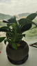 【吸甲醛植物】大葉金鉆盆栽室內(nèi)綠植辦公室客廳四季常青水培好養(yǎng) 金鉆+果綠裂紋盆+方底座15.88元 一盆三顆【下單就送顆粒肥】 曬單實(shí)拍圖