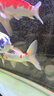 魚(yú)之眼魚(yú)缸納米鋁合金氣泡條氧氣條靜音增氧泵霧化氣泡石長(cháng)條氣條石雙排 【雙排】70cm鋁合金條 曬單實(shí)拍圖