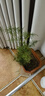 文竹盆栽植物室內(nèi)辦公室綠植花卉盆栽盆景四季常青小盆栽 文竹3盆【高度15-20厘米】 曬單實拍圖