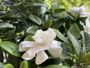 花翁梔子花帶花苞盆栽植物花卉【多分支大苗】梔子花+蓮花盆源頭直發(fā) 曬單實(shí)拍圖