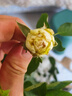 爬藤植物藤本月季花苗四季花卉濃香型玫瑰盆栽庭院陽臺薔薇花苗 粉色龍沙寶石 帶土發(fā)貨 150-180厘米高 曬單實拍圖