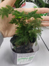 文竹盆栽綠植花卉盆景植物室內客廳水培文松云竹文竹大苗四季常青 文竹【1顆】原盆原土球發(fā)貨 高度15-25cm 曬單實(shí)拍圖