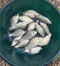 漁獵手千鯉江釣魚(yú)小藥黑坑鯉魚(yú)誘魚(yú)添加劑正新款千里江山0.01秒殺價(jià)活動(dòng) 兩瓶 曬單實(shí)拍圖