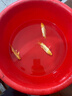 黃金蝴蝶鯉招財風(fēng)水龍蝶鯉冷水龍鳳錦鯉觀(guān)賞魚(yú)中小型金魚(yú)苗活體 長(cháng)尾黃金錦鯉10-12厘米 三條 曬單實(shí)拍圖