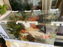 長(zhǎng)銳（CHANGRUI）側(cè)濾魚(yú)缸桌面辦公室免換水生態(tài)水草超白水族箱 K600標(biāo)配版【長(zhǎng)63 寬27 高35】 曬單實(shí)拍圖