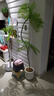 未歐仿真綠植藍(lán)花楹室內(nèi)盆栽大型仿生植物假樹輕奢客廳裝飾品落地擺件 輕奢款藍(lán)花楹+白色圓底盆 180cm 曬單實拍圖