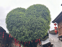 Swisse斯維詩 2代奶薊草護(hù)肝片120片+男士復(fù)合維生素120片 護(hù)胃養(yǎng)肝 曬單實(shí)拍圖
