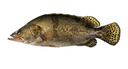 片言片魚(yú)【冰鮮】千島湖桂魚(yú) 凈膛1.6斤 2-4條 鮮活宰殺臭鱖魚(yú)  中秋送禮 曬單實(shí)拍圖