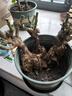 嫁接多色玫瑰花老樁玫瑰薔薇老根四季開花月季花苗室內(nèi)外盆栽大花 3棵嫁接多色18號六年老樁玫瑰 不含盆 曬單實拍圖
