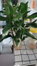 綠有意觀音竹富貴竹水培植物帶根花卉綠植綠蘿室內(nèi)盆栽轉(zhuǎn)運竹子水養(yǎng)好養(yǎng) 2盆】觀音竹3棵簡易杯+液 曬單實拍圖