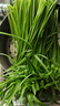 綠色韭菜 250g 曬單實(shí)拍圖