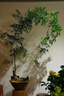 京厽小葉簕竹室內辦公室桌面綠植花卉易活好養(yǎng)客廳懶人小盆栽上檔次 簕竹中樁帶芽帶盆帶土 帶盆栽好 曬單實拍圖