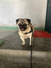 阿拉丁神獸狗繩牽引繩狗狗胸背帶背心式狗鏈遛狗大型犬拉布拉多邊牧金毛小狗 防爆沖胸背帶+牽狗繩【黑色】 M碼【建議18-40斤】 曬單實拍圖