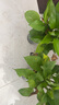 常春藤盆栽室內外垂吊植物好養水培綠植清新空氣四季常青長(cháng)青 精選常春藤長(cháng)15-20cm【原盆原土】4盆 曬單實(shí)拍圖