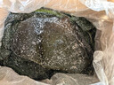 山東榮成 鹽漬海帶頭厚海帶 新鮮海帶 昆布半干貨 2.5kg 曬單實拍圖