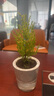 綠植盆栽室內(nèi)光汐自動吸水盆栽帶盆栽好發(fā)貨植物好養(yǎng)水培土培花卉 【光汐盆栽好發(fā)貨】香松 曬單實(shí)拍圖