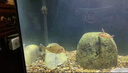 Atman魚(yú)缸過(guò)濾器循環(huán)水泵創(chuàng  )周裝箱星過(guò)濾桶超靜音三合一體系統全套CF 熱銷(xiāo)【四層過(guò)濾】60-100CM魚(yú)缸CFS801 【強化版濾材】套裝 曬單實(shí)拍圖