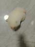 果粒之星純種博美犬狗活體寵物狗幼崽博美幼犬博美犬小狗小型犬白色小博美 寵物級(jí) 曬單實(shí)拍圖