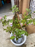 果汁陽臺(tái)月季花苗四季開花卉盆栽綠植物室內(nèi)花易活玫瑰帶花苞庭院 天方夜譚【大花濃香，月月開分枝多】 【帶花苞】【盆口徑15cm】原盆冠25高35 曬單實(shí)拍圖