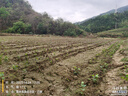 正宗養蠶專(zhuān)用蠶寶寶桑樹(shù)樹(shù)苗強桑1號實(shí)生苗桑苗批發(fā) 強桑1 根莖05到08   1000棵 曬單實(shí)拍圖