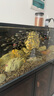 魚(yú)官兒 燈科魚(yú)小型淡水魚(yú)黑尾大勾熱帶觀(guān)賞魚(yú)活體寵物魚(yú)群游魚(yú)新手養 黑尾大勾100條+10防損（2cm） 曬單實(shí)拍圖