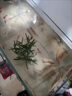 黃金泥鰍魚苗活體淡水養(yǎng)殖冷水清道夫小金龍魚缸清潔工具魚招財(cái)魚新練手活魚觀賞魚 黃金泥鰍苗7-9厘米10條（包活到家） 曬單實(shí)拍圖