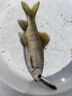 沙飛龍馬口溪石斑魚小白條麥穗鳑鲏釣魚餌料野釣急流激流免洗溪流釣餌 免洗面筋餌料 120克 通殺型濃腥窩餌料鯽魚 曬單實拍圖
