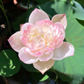 京悠雨荷花藕種觀(guān)賞盆栽水養蓮花缸栽蓮藕苗魚(yú)池塘水生植物花卉碗蓮睡蓮 精選苗【巨無(wú)霸】3株裝 不含盆 曬單實(shí)拍圖