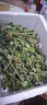 廣西涼粉草現(xiàn)摘現(xiàn)發(fā)燒仙涼新鮮涼粉草綠涼粉草 仙人草 包郵1-5斤 1斤 曬單實(shí)拍圖