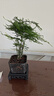 佰花錦文竹桌面盆栽新中式綠植辦公室客廳盆景茶臺臥室好養(yǎng)綠植花卉植物 【送方底座】文竹+pvc舍得盆+黑沙石鋪面 20-30cm 曬單實(shí)拍圖