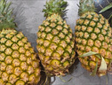 廣東香水菠蘿新鮮水果菠蘿鳳梨整箱包郵單果500g起 【囤貨】帶箱4斤凈重3.7-3.9斤（約2-3粒） 曬單實(shí)拍圖